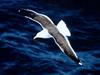 Kelp Gull = Southern Black-backed Gull (Larus dominicanus)