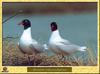 Mediterranean Gull pair (Larus melanocephalus)