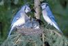 Blue Jay family on nest (Cyanocitta cristata)