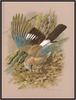 [Animal Art - Basil Ede] Eurasian Jay (Garrulus glandarius)