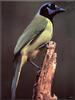 Green Jay (Cyanocorax yncas)