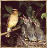 Cedar Waxwing & chicks (Bombycilla cedrorum)