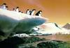 Adelie Penguin flock (Pygoscelis adeliae)