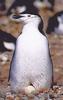 Chinstrap Penguin & egg (Pygoscelis antarctica)