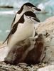 Chinstrap Penguin family (Pygoscelis antarctica)