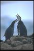 Chinstrap Penguin pair (Pygoscelis antarctica)