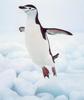 Chinstrap Penguin jumping (Pygoscelis antarctica)