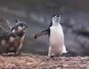 Chinstrap Penguin & chicks (Pygoscelis antarctica)