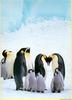 Emperor Penguin & chicks (Aptenodytes forsteri)