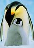Emperor Penguin & chick (Aptenodytes forsteri)