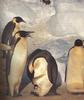 Emperor Penguins & chick (Aptenodytes forsteri)