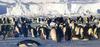 Emperor Penguin rookery (Aptenodytes forsteri)