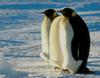 Emperor Penguin trio (Aptenodytes forsteri)