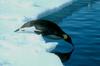 Emperor Penguin diving into water (Aptenodytes forsteri)
