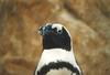 Jackass Penguin (Spheniscus demersus)