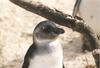 Jackass Penguin juvenile (Spheniscus demersus)