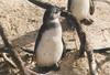 Jackass Penguin chick (Spheniscus demersus)