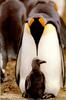 King Penguin & chick (Aptenodytes patagonicus)