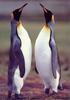 King Penguin pair (Aptenodytes patagonicus) [임금펭귄]