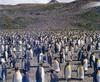 King Penguin colony (Aptenodytes patagonicus)