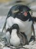 Rockhopper Penguin & chick (Eudyptes chrysocome)