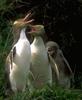 Yellow-eyed Penguin family (Megadyptes antipodes)