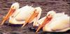 American White Pelican trio (Pelecanus erythrorhynchos)