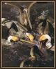 Brown Pelicans feeding (Pelecanus occidentalis)
