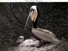 Brown Pelican & chicks on nest (Pelecanus occidentalis)