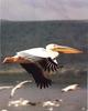 Great White Pelican in flight (Pelecanus onocrotalus)