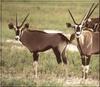 Gemsboks (Oryx gazella)