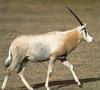 Arabian oryx, white oryx (Oryx leucoryx)