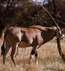 Beisa Oryx (Oryx gazella beisa)