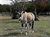 Arabian Oryx (Oryx leucoryx)