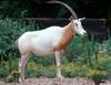 Scimitar-horned Oryx (Oryx dammah)