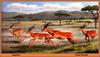 [Animal Art - Paul Krapf] Impala (Aepyceros melampus)