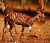 Lesser Kudu (Tragelaphus imberbis)