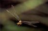 Aeshna Dragonfly in flight