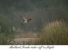 Mallard drake taking off (Anas platyrhynchos)