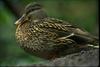 Mallard duck (Anas platyrhynchos)