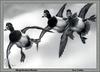 [Animal Art - Lee Cable] Ring-necked Duck trio in flight (Aythya collaris)