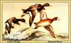 [Animal Art - Maynard Reece] Lesser Scaup flock in flight (Aythya affinis)