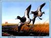 [Animal Art - Leslie C. Kouba] Lesser Scaup flock in flight (Aythya affinis)
