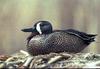Blue-winged Teal on nest (Anas discors)
