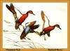 [Animal Art - Maynard Reece] Cinnamon Teal trio landing (Anas cyanoptera)