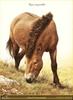 [Animal Art - Carl Brenders] Przewalski's Wild Horse (Equus caballus przewalskii)