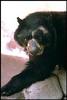Spectacled Bear (Tremarctos ornatus)
