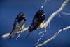 Barn Swallow pair (Hirundo rustica)