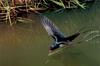 Barn Swallow in flight (Hirundo rustica)