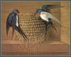 Barn Swallow pair (Hirundo rustica)